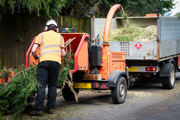 Best Tree Disease Treatment  in Nowata, OK