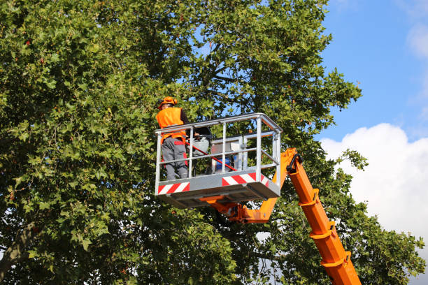 Best Tree Trimming and Pruning  in Nowata, OK