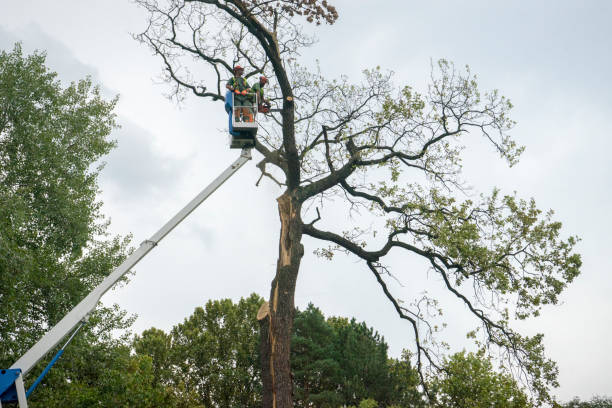 Best Tree Maintenance Programs  in Nowata, OK