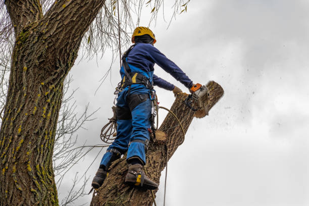 Best Tree and Shrub Care  in Nowata, OK