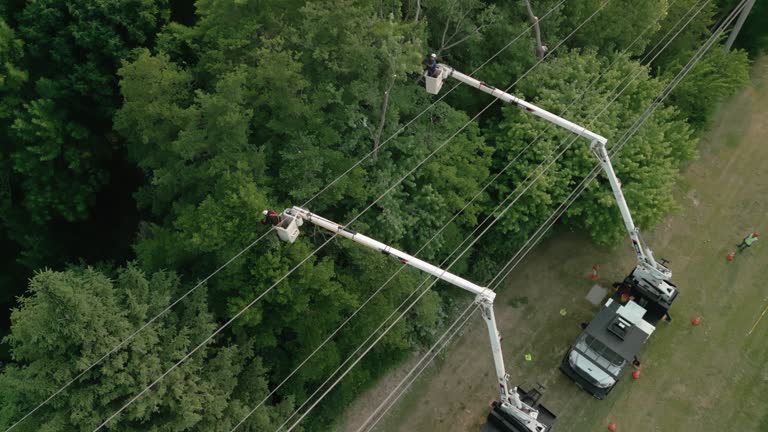 Best Tree Cabling and Bracing  in Nowata, OK