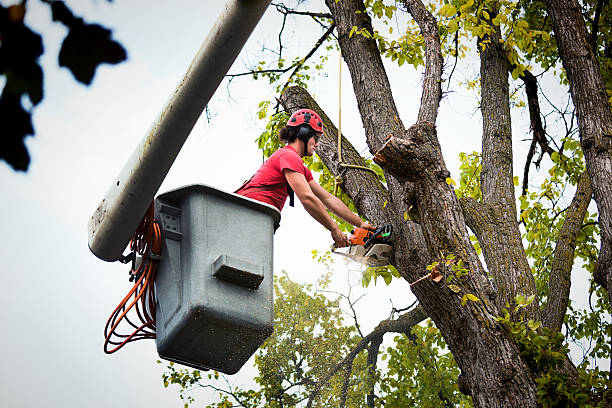 Best Tree Risk Assessment  in Nowata, OK